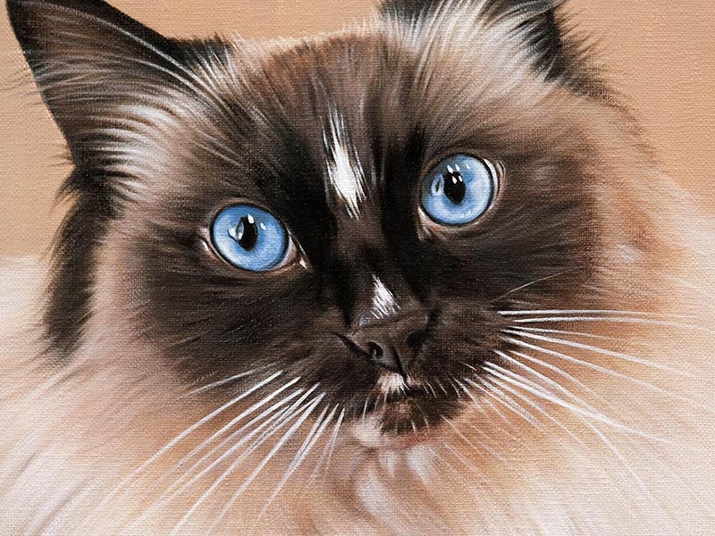 Cat Portrait – Oil Painting of Saffie