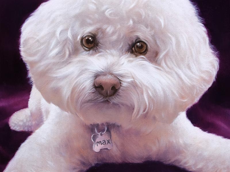 Beautiful Bichon Frisé Oil Painting Commission