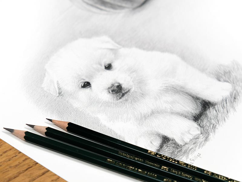 Bespoke Pencil Pet Portrait – Montage Drawing in Graphite