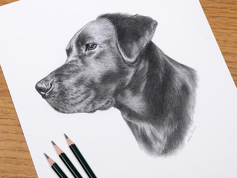 Black Labrador Pencil Portrait of Betty