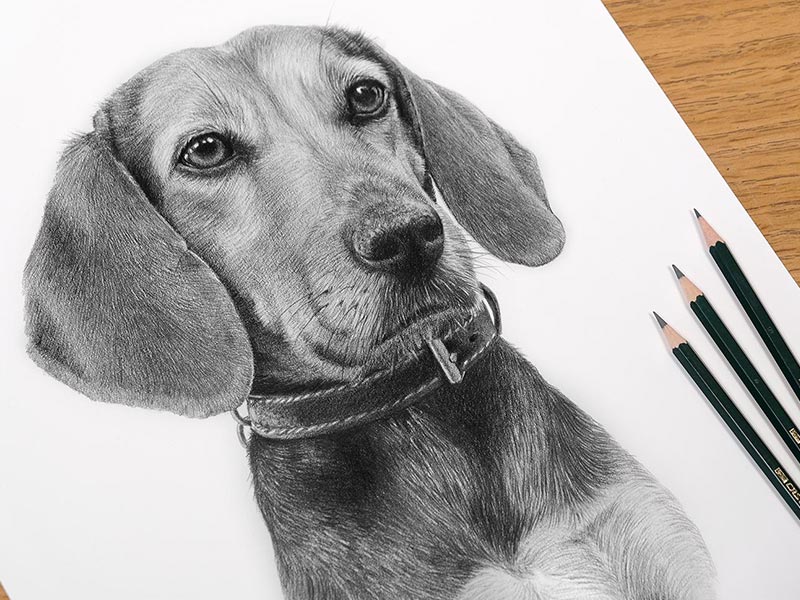 Pencil Portrait of Flipette