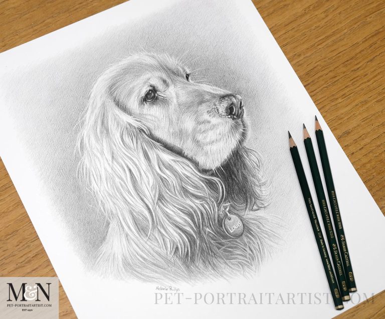 beautiful-cocker-spaniel-pencil-portrait-louis-s-story-melanie