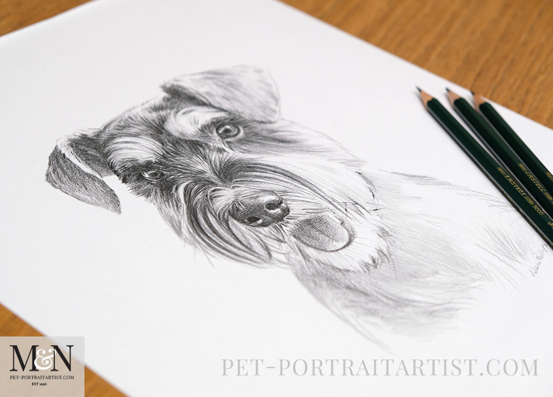 Schnauzer pencil drawing