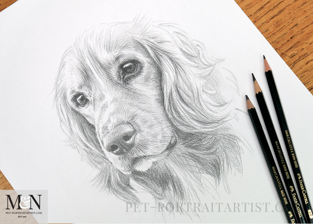 Classic Sketches of Dogs Cats and Horses