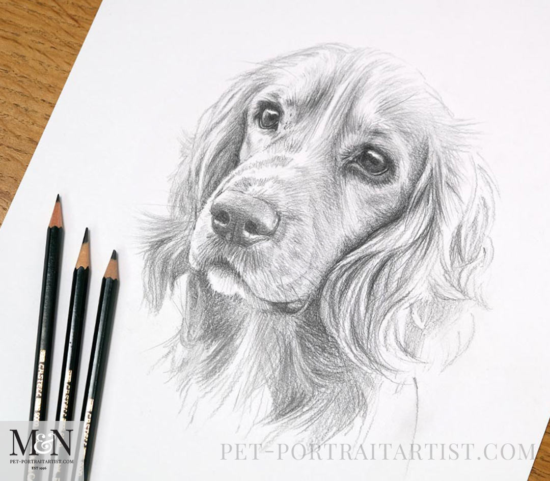 Classic Sketches of Dogs Cats and Horses