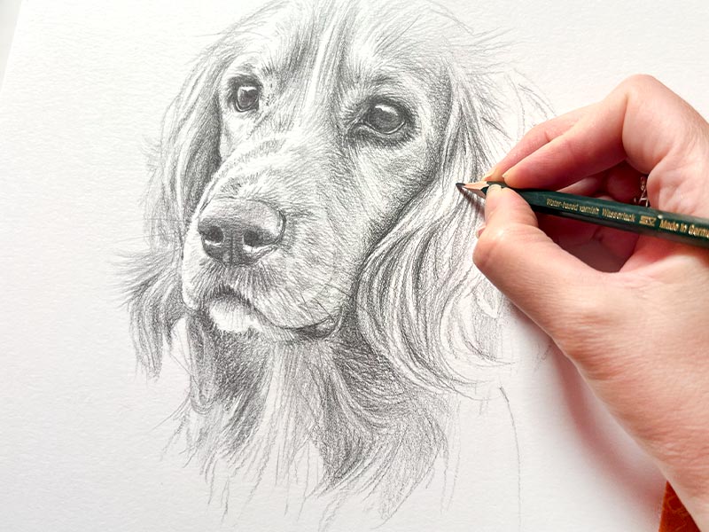 Classic Sketches of Dogs Cats and Horses