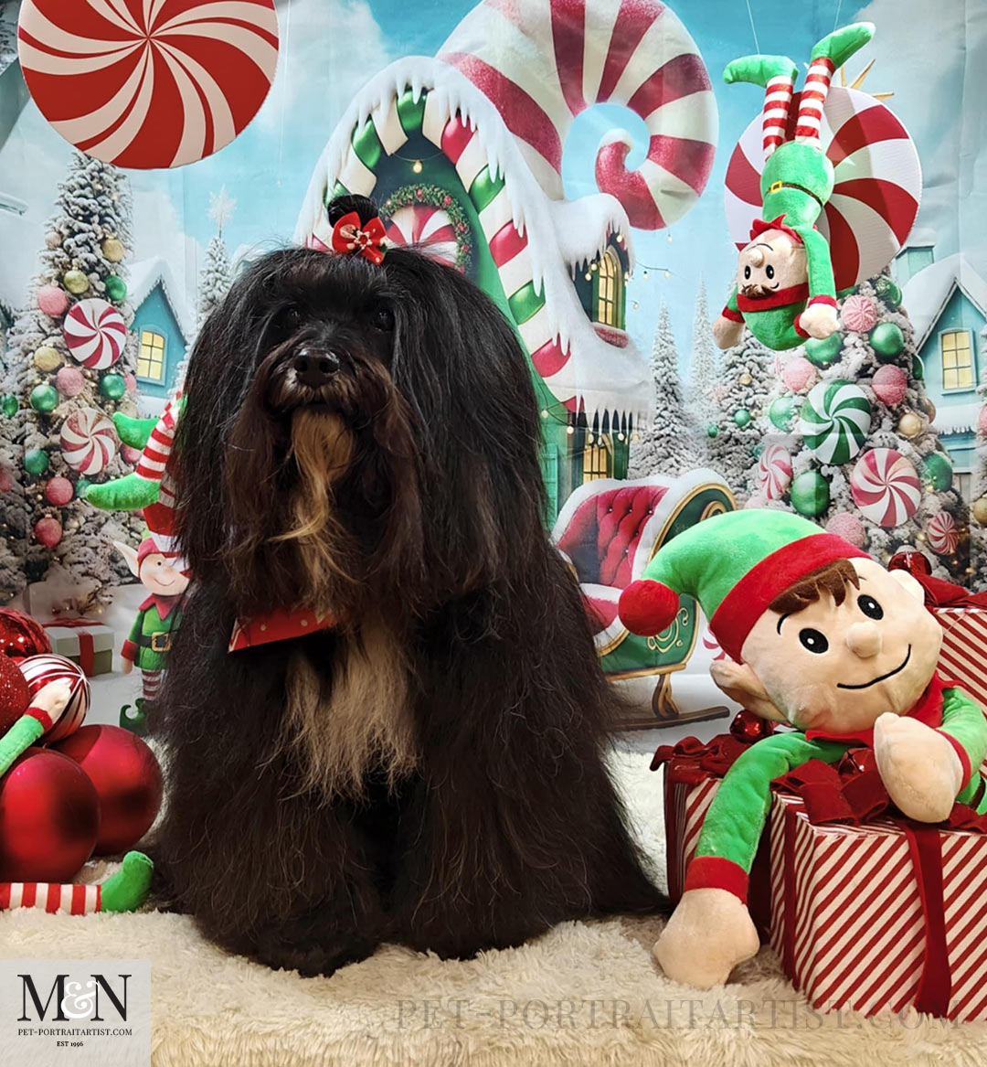 Lilys latest grooming photo in December 2025 just before Christmas. 