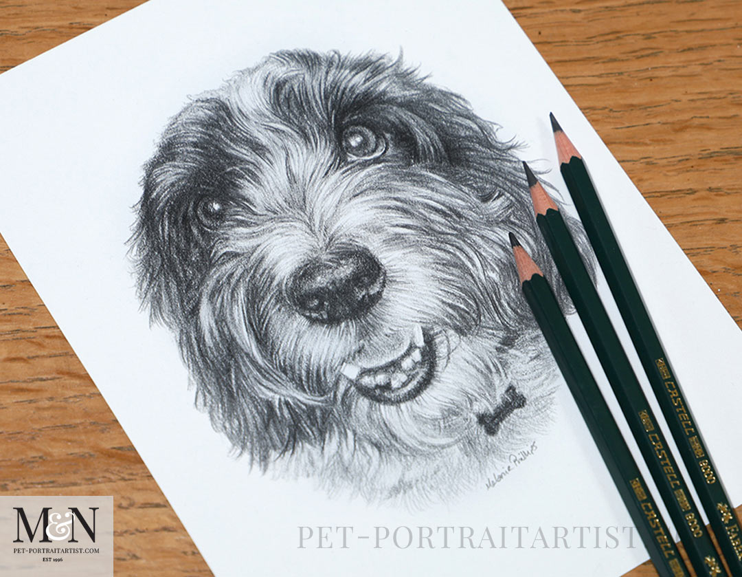 Pencil Drawing by Melanie Phillips