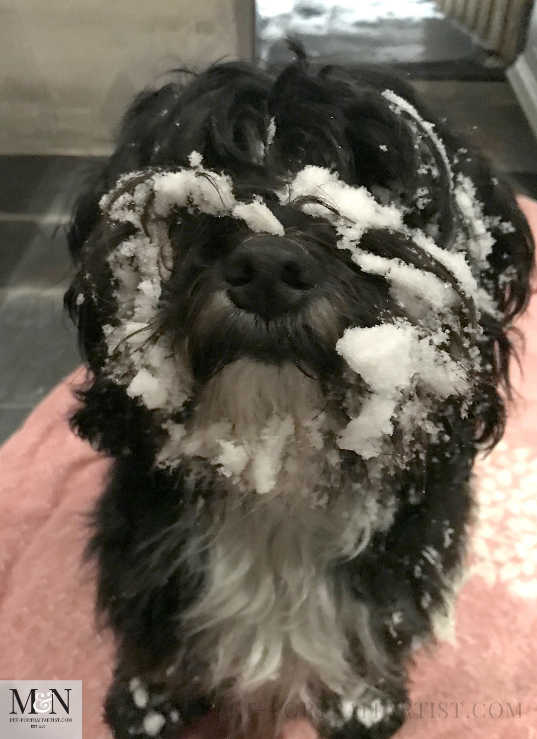 Snow day for Lily the Tibetan Terrier