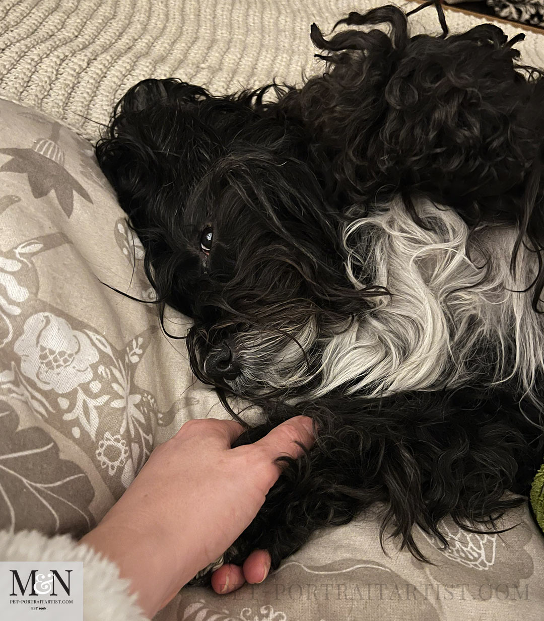 Holding paws  Lily the Tibetan Terrier