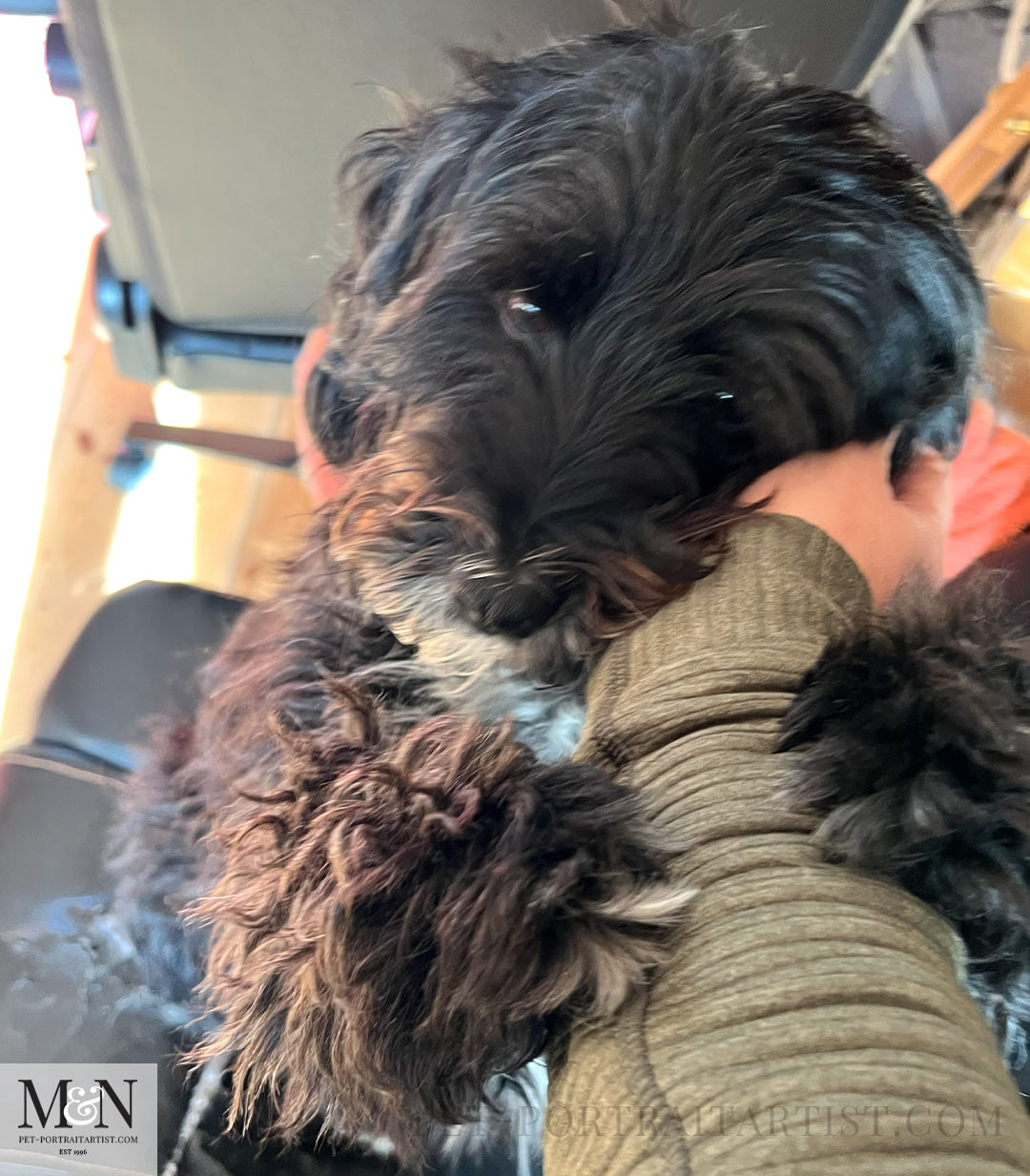 Hugging with paws  Lily the Tibetan Terrier