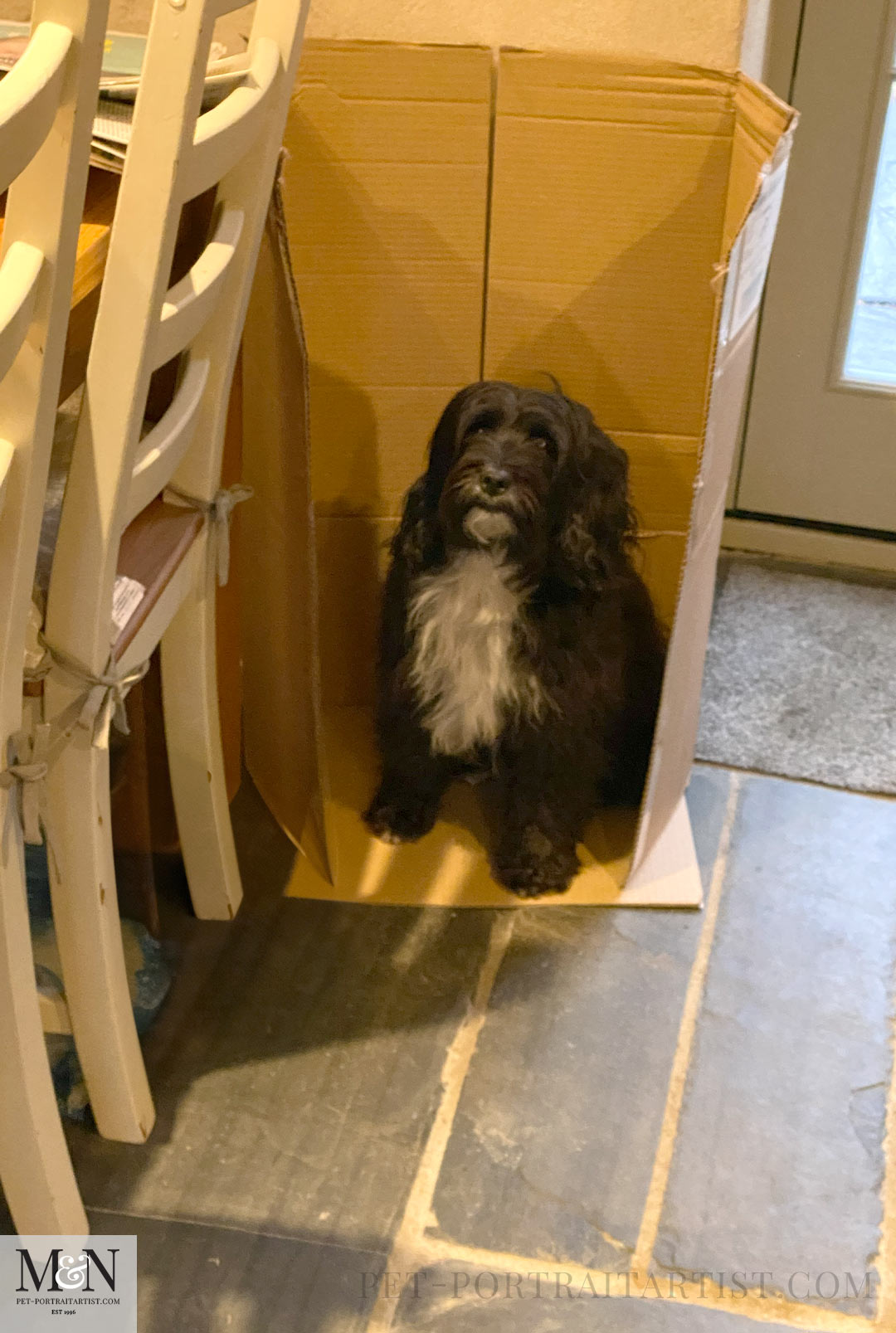 sitting in a box  Lily the Tibetan Terrier