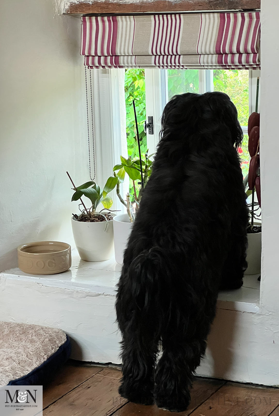Alert Dog  Lily the Tibetan Terrier