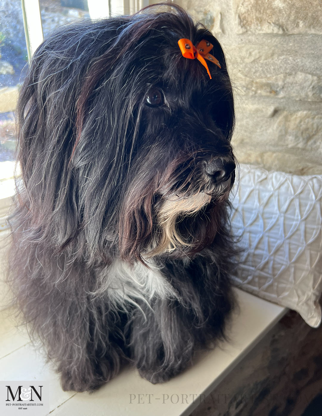 Beautiful  Lily the Tibetan Terrier