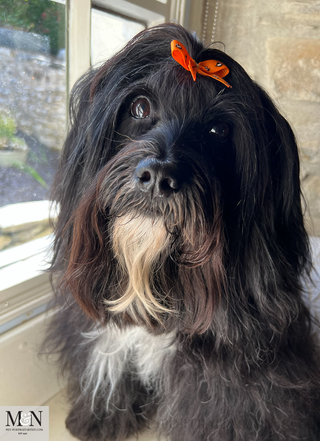 Tibetan Terrier Lily