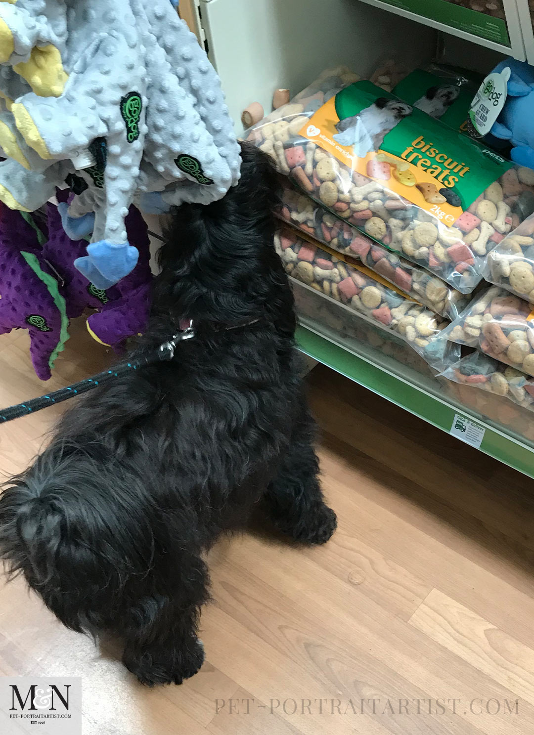 Pets at Home  Lily the Tibetan Terrier
