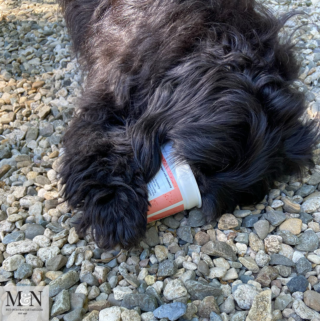  Lily the Tibetan Terrier