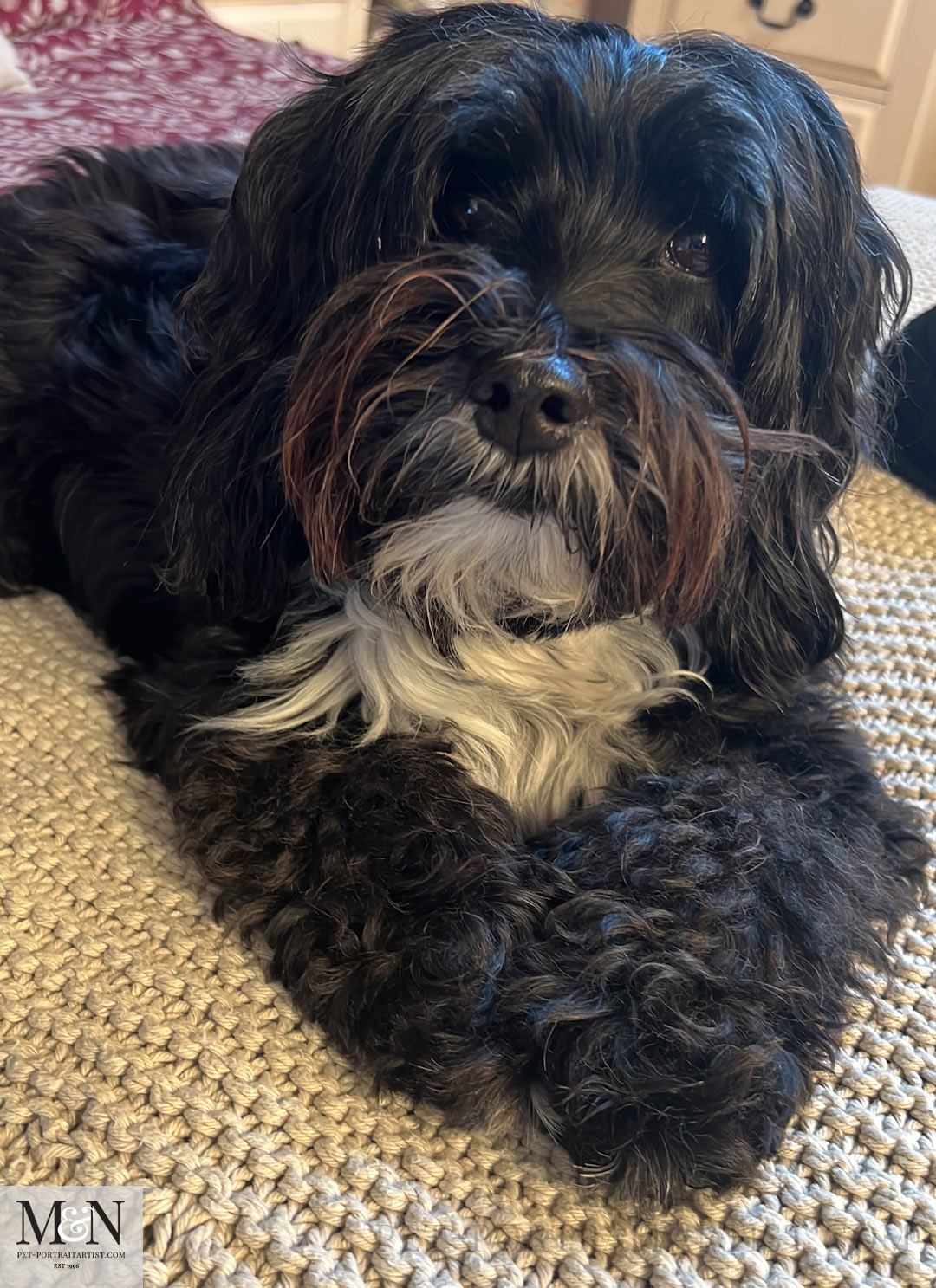 Beautiful  Lily the Tibetan Terrier
