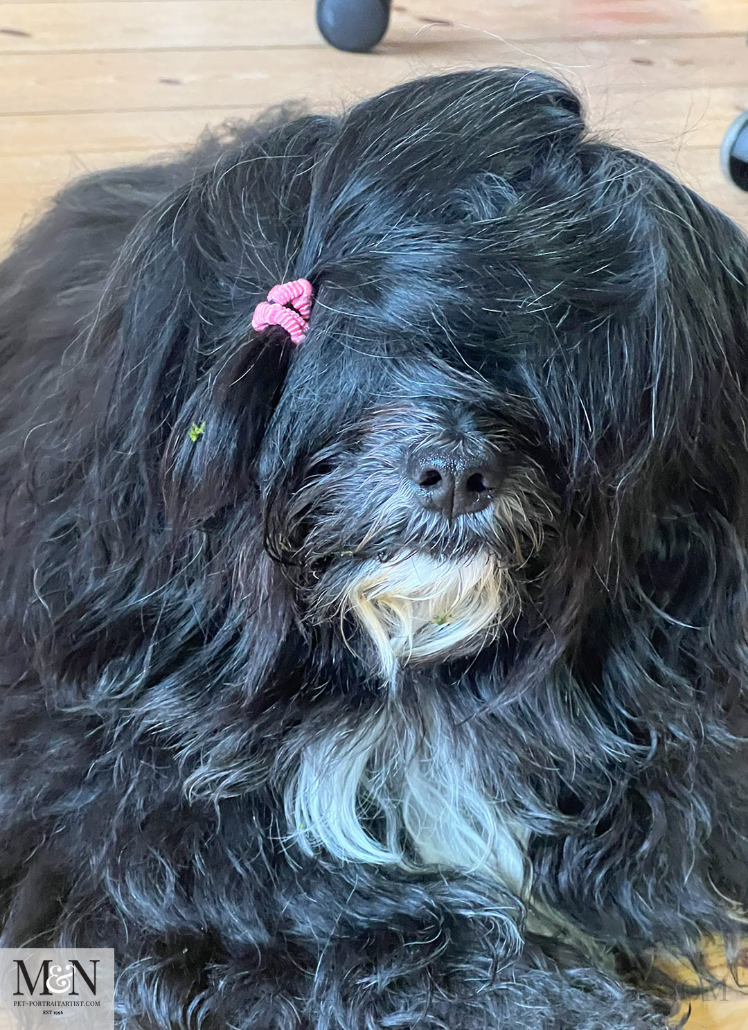 Bad hair day for Lily the Tibetan Terrier