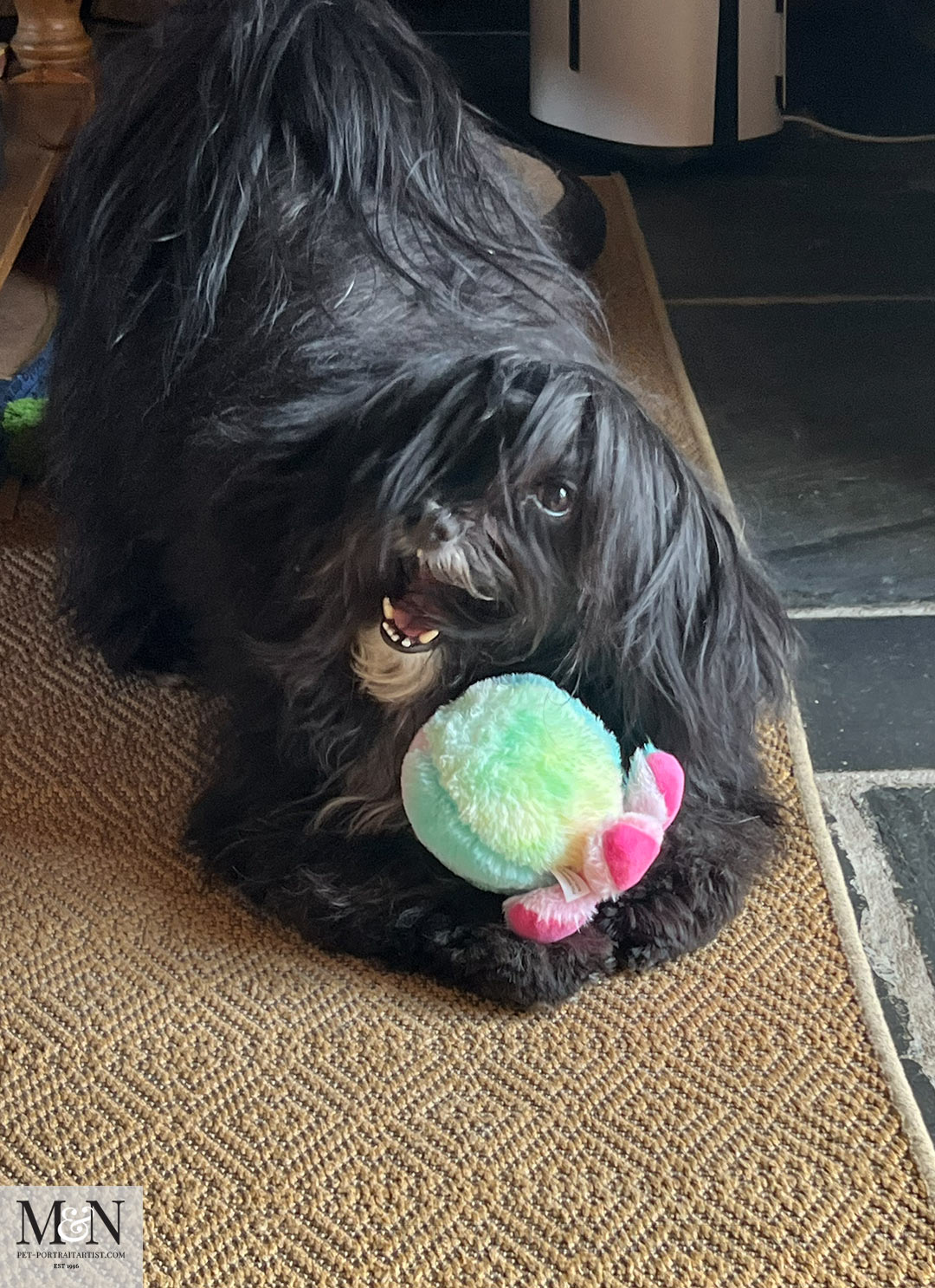 bottom in the air  Lily the Tibetan Terrier