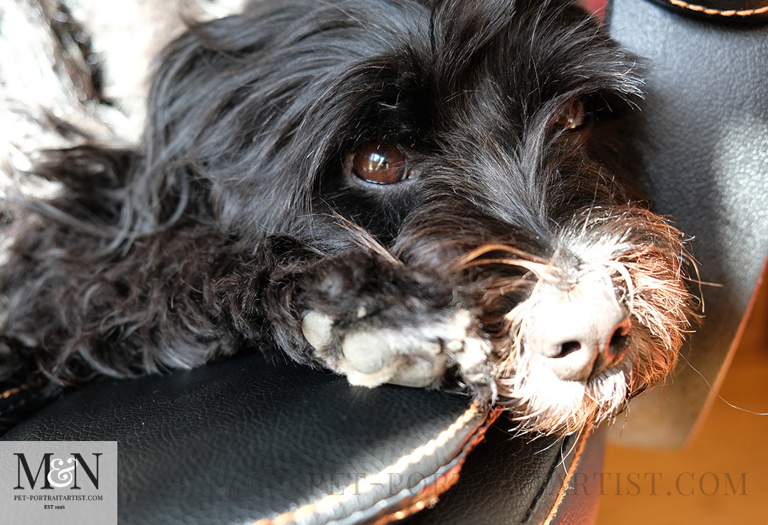 On our work chairs  Lily the Tibetan Terrier