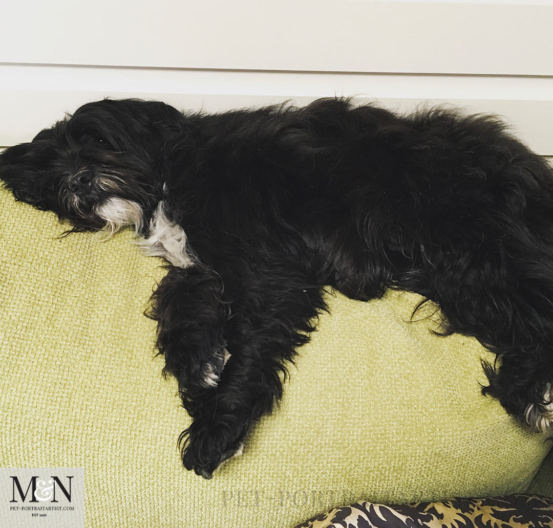 back of the sofa  Lily the Tibetan Terrier