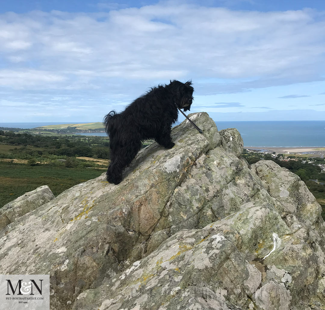 Mountaineering  Lily the Tibetan Terrier