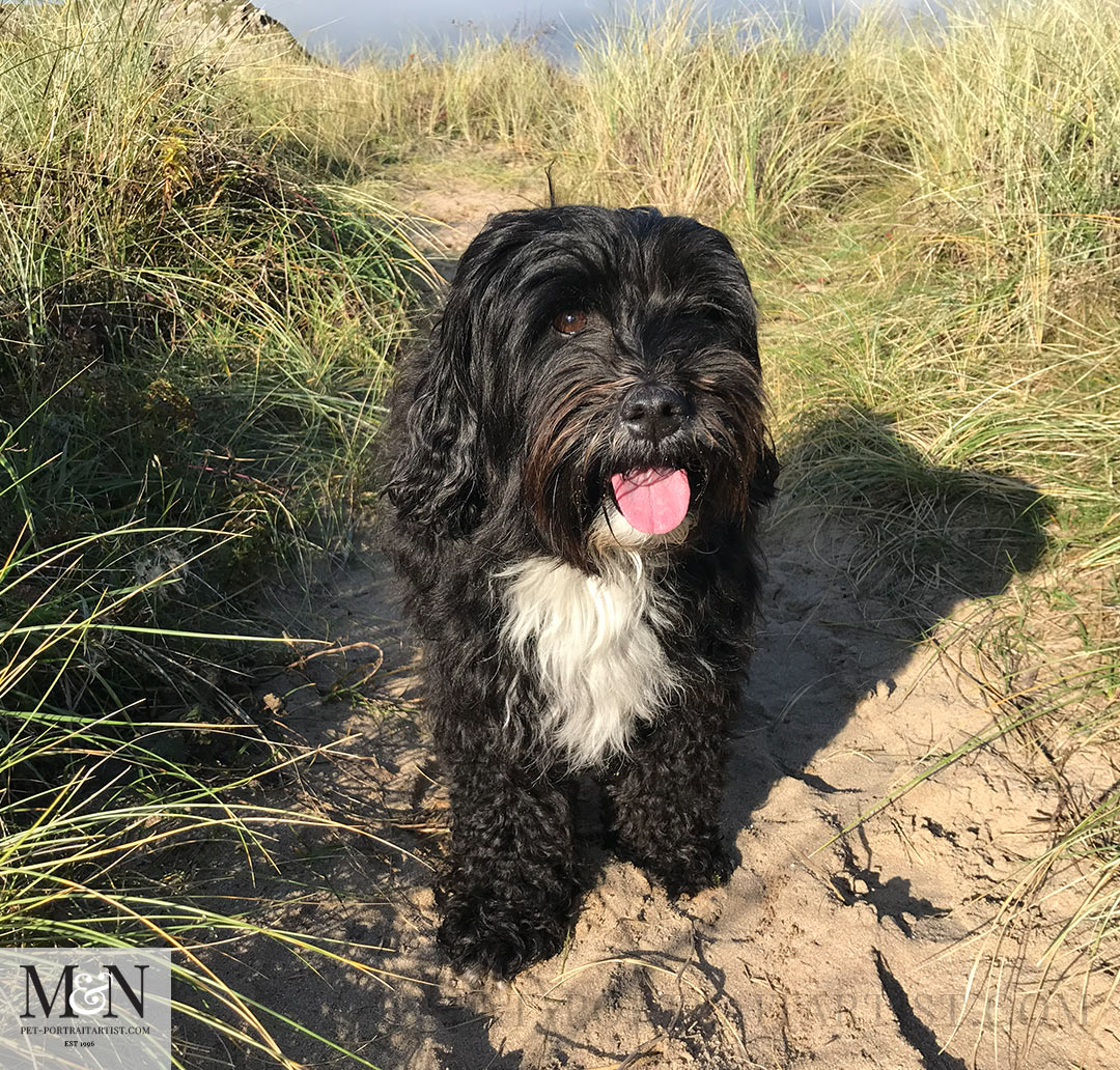 Bosherton Lily ponds Lily the Tibetan Terrier