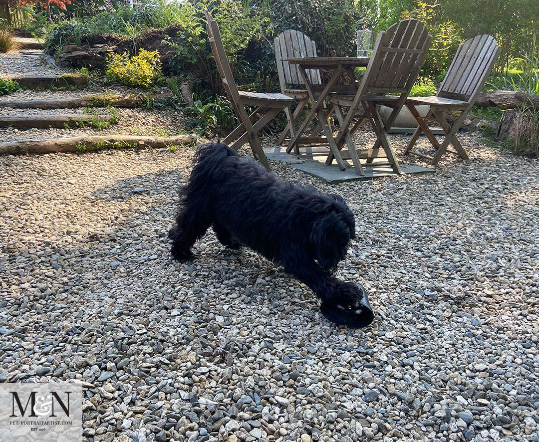 plant pot  Lily the Tibetan Terrier