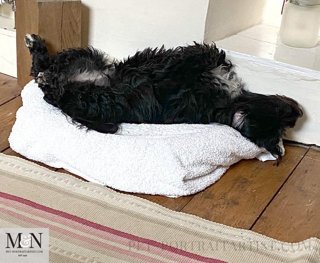 Upside Down  Lily the Tibetan Terrier