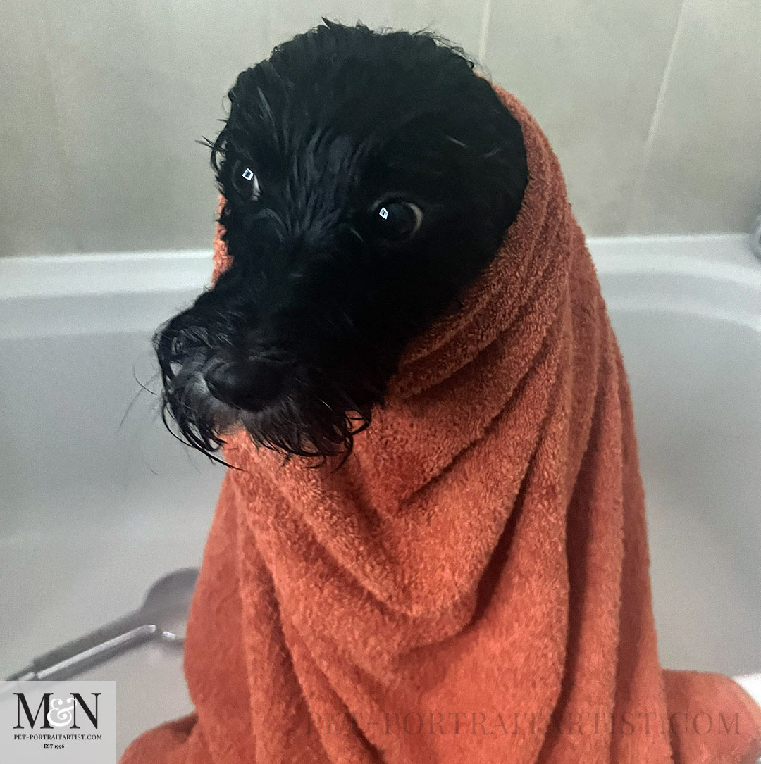 Bath day for Lily the Tibetan Terrier