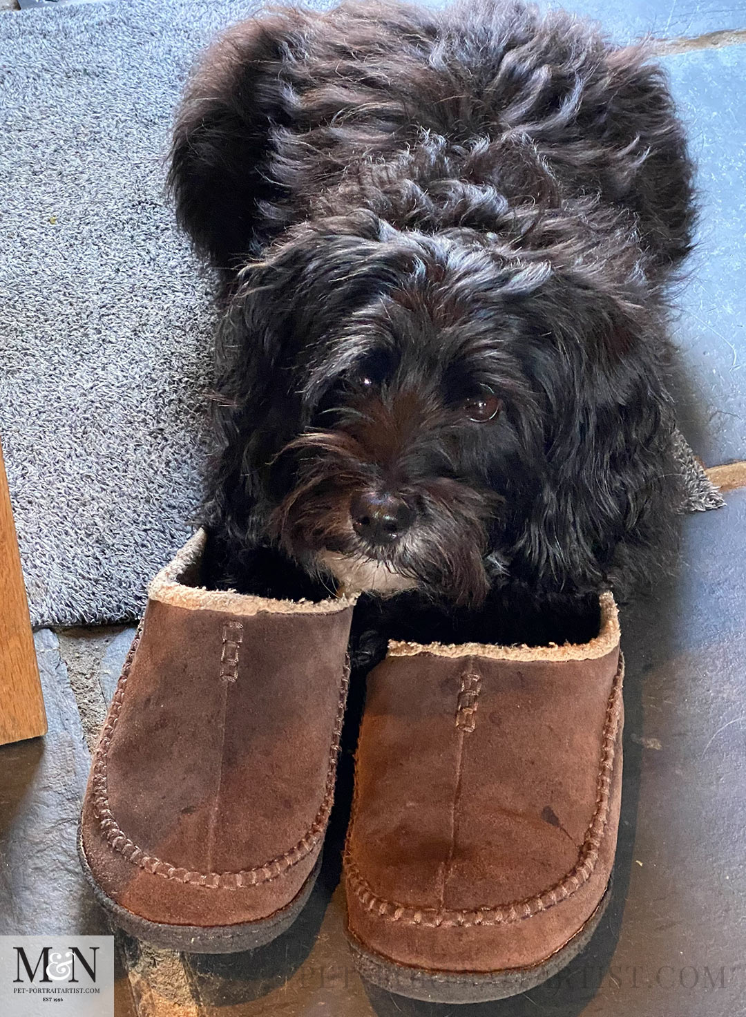 Laying in slippers  Lily the Tibetan Terrier