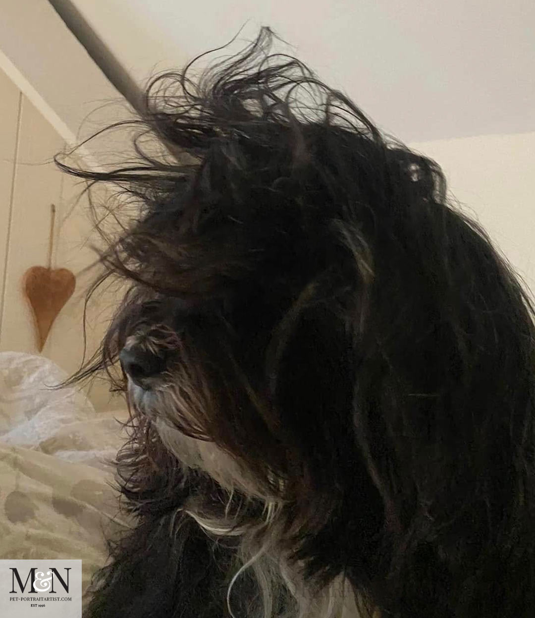 Another bad hair day for Lily the Tibetan Terrier