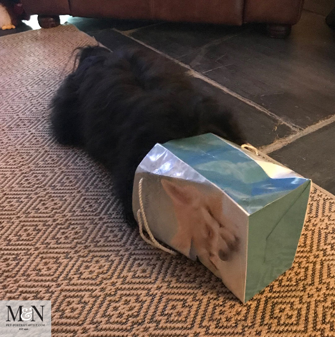 Diving into bags  Lily the Tibetan Terrier