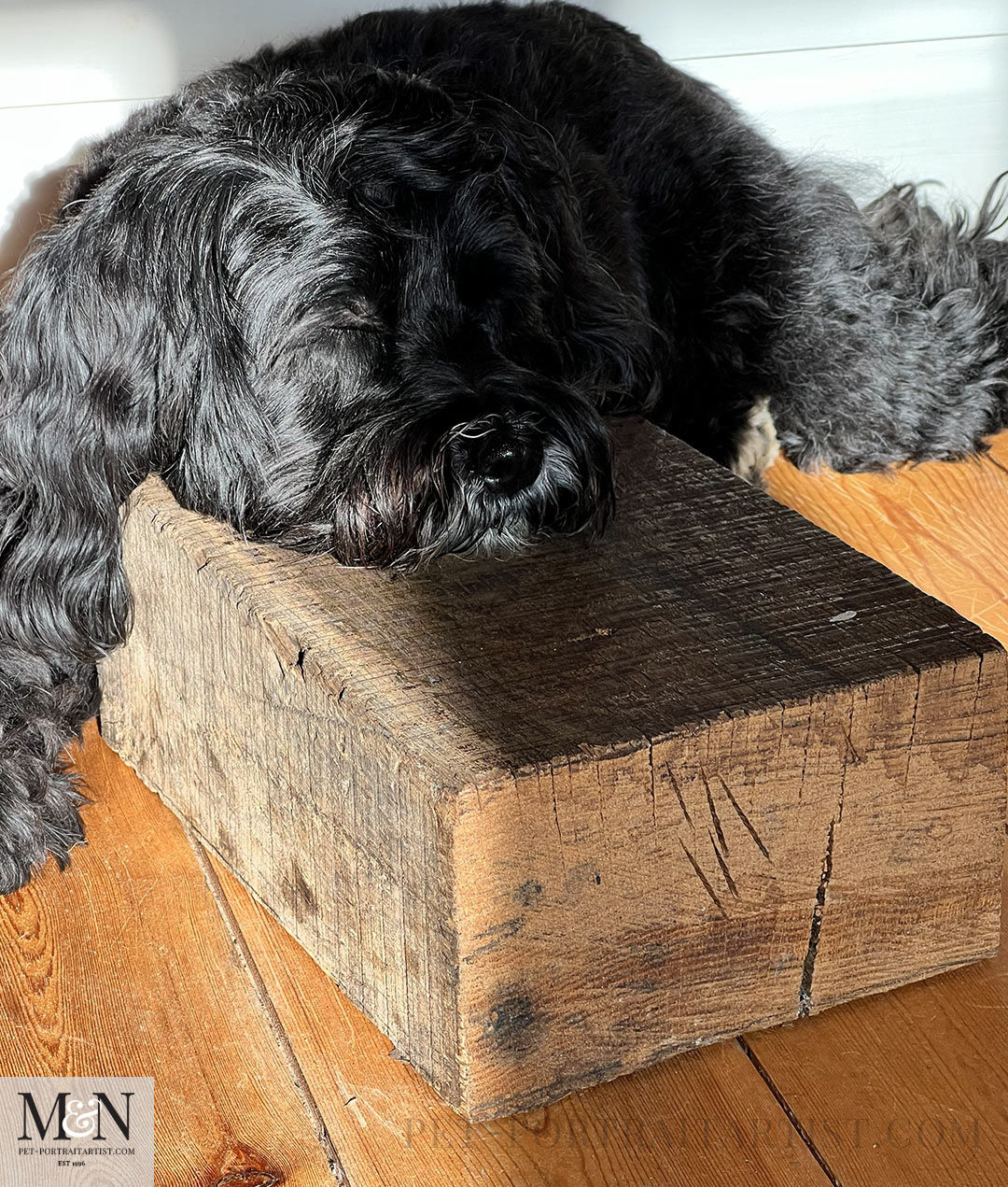 The hardest pillow ever Lily the Tibetan Terrier