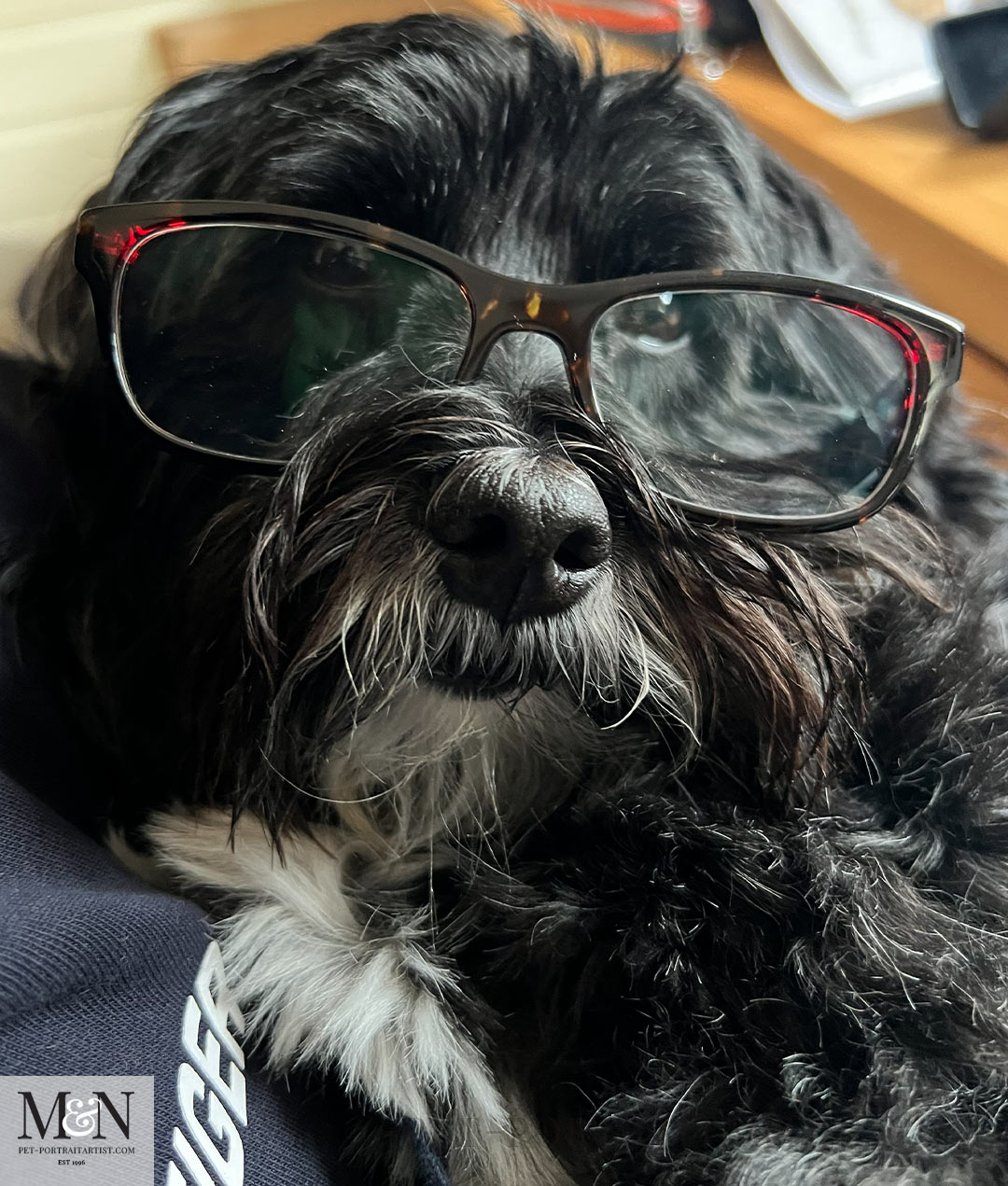 Glasses  Lily the Tibetan Terrier