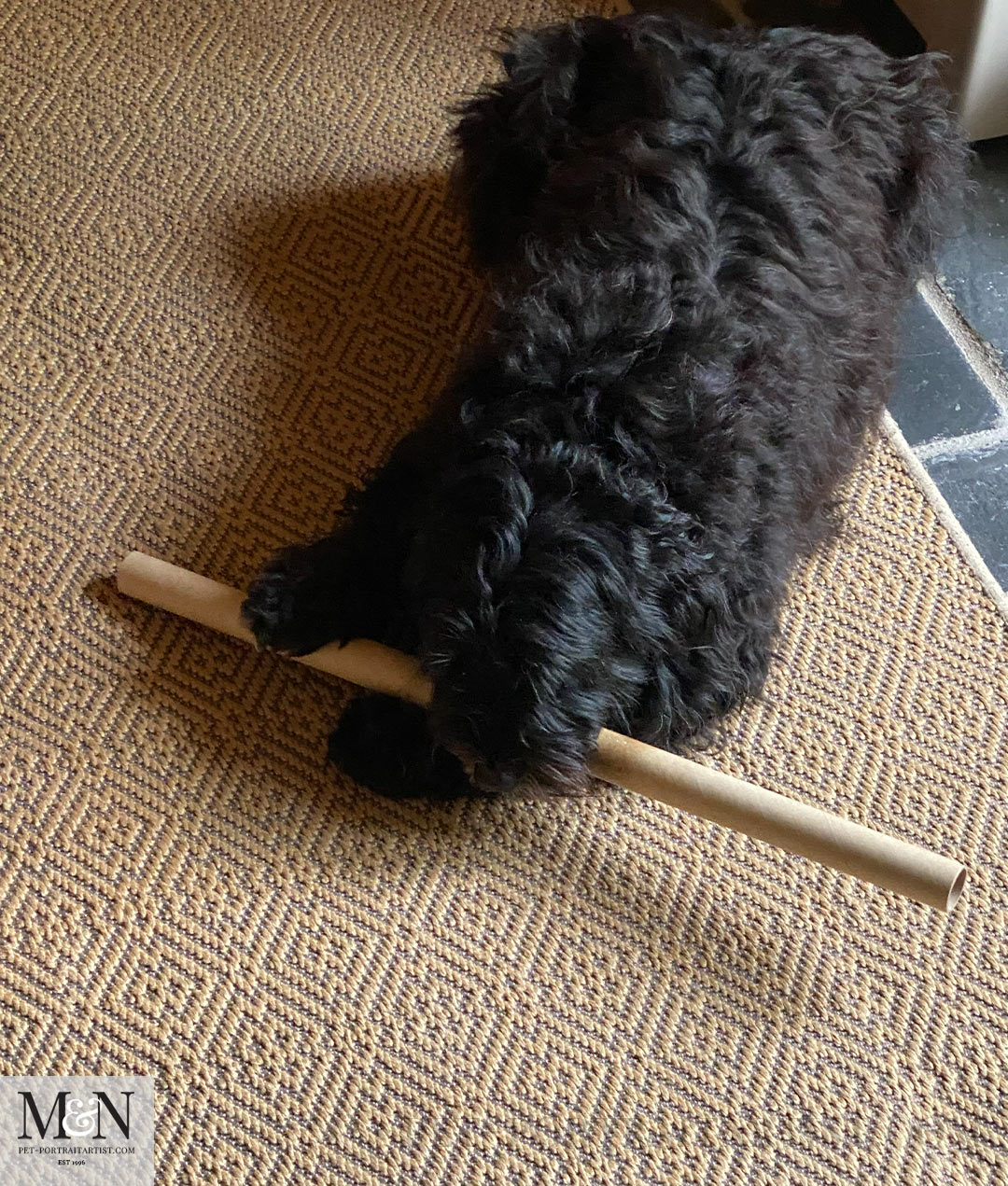 chewing a tube  Lily the Tibetan Terrier