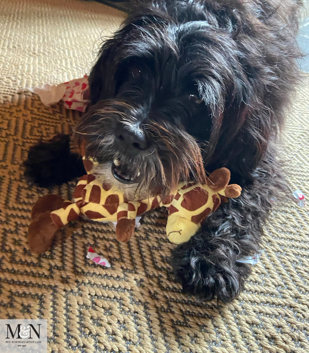 playing with her toys  Lily the Tibetan Terrier
