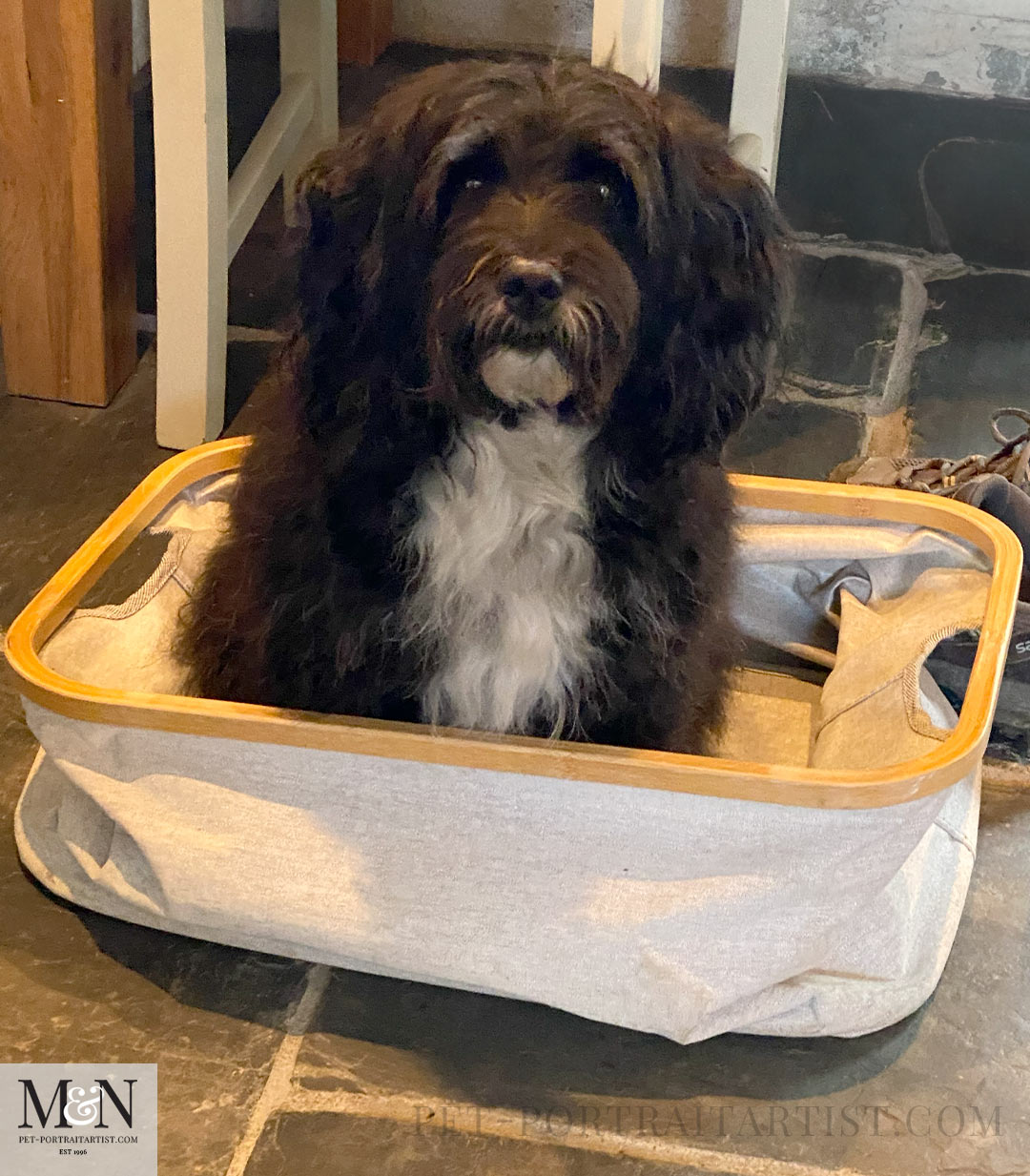 Sitting in a washing basket  Lily the Tibetan Terrier