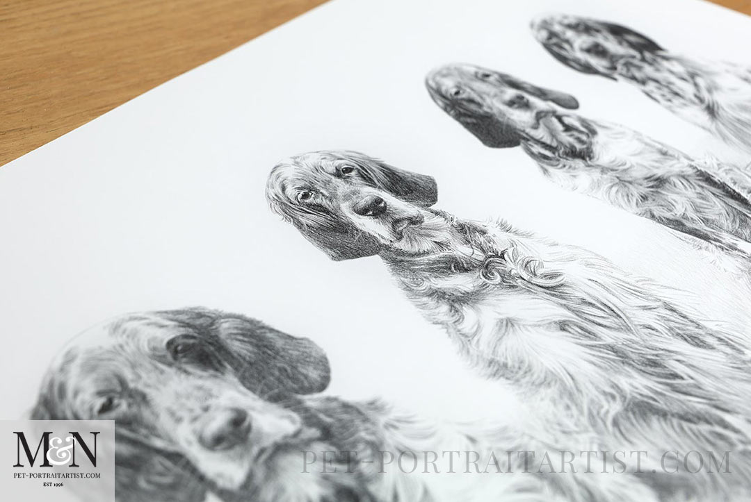 Pencil portrait of English Setters by Melanie Phillips