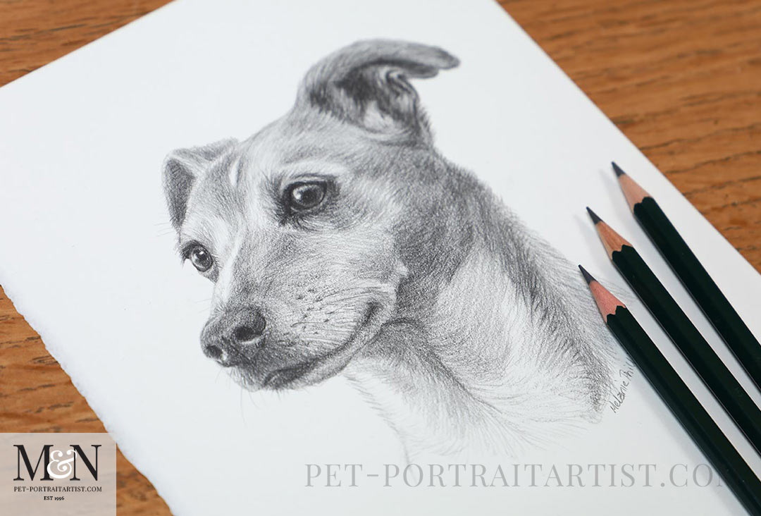 Pencil drawing of Meg the Jack Russel by Melanie Phillips