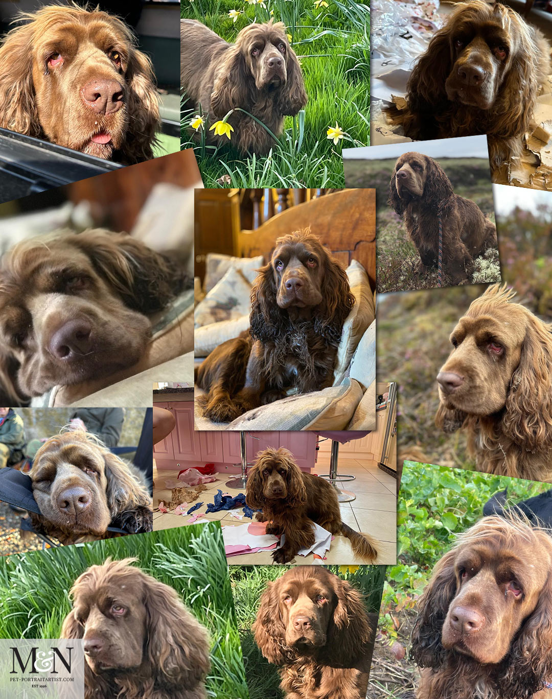 Collection of photos of Fudge