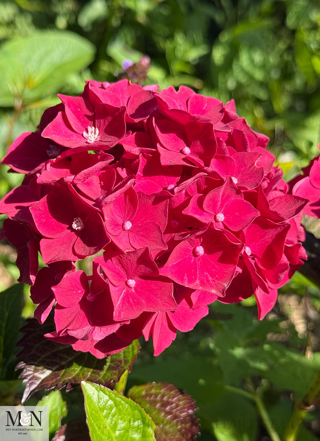 Cerise Hydrangea in the garden