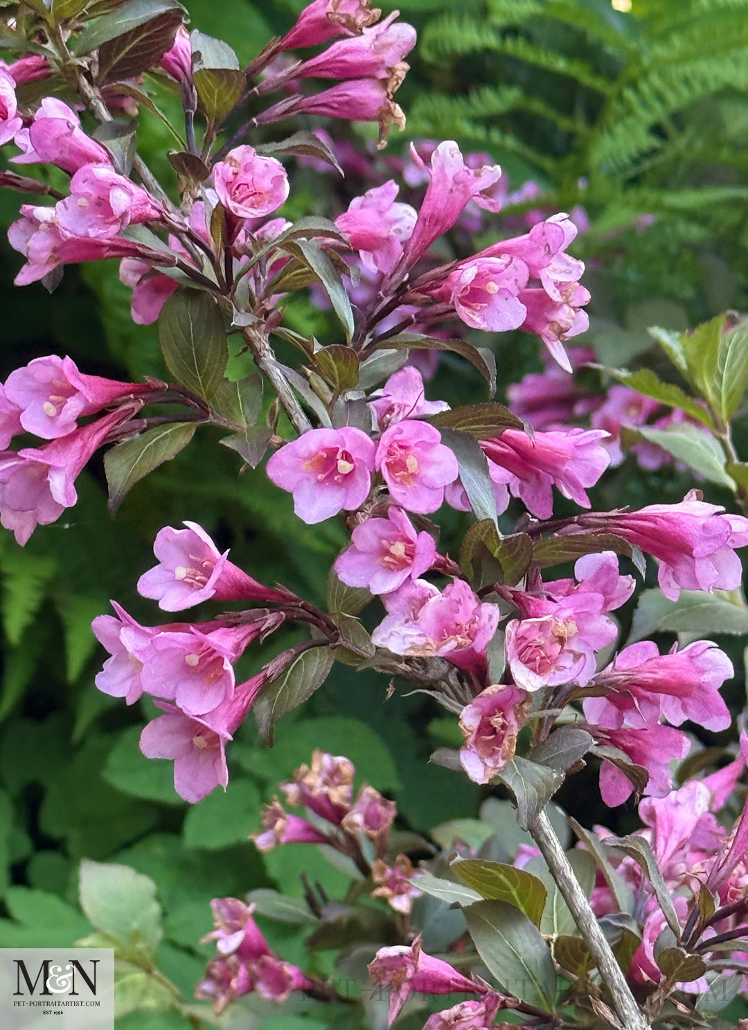 Weigela in the garden.