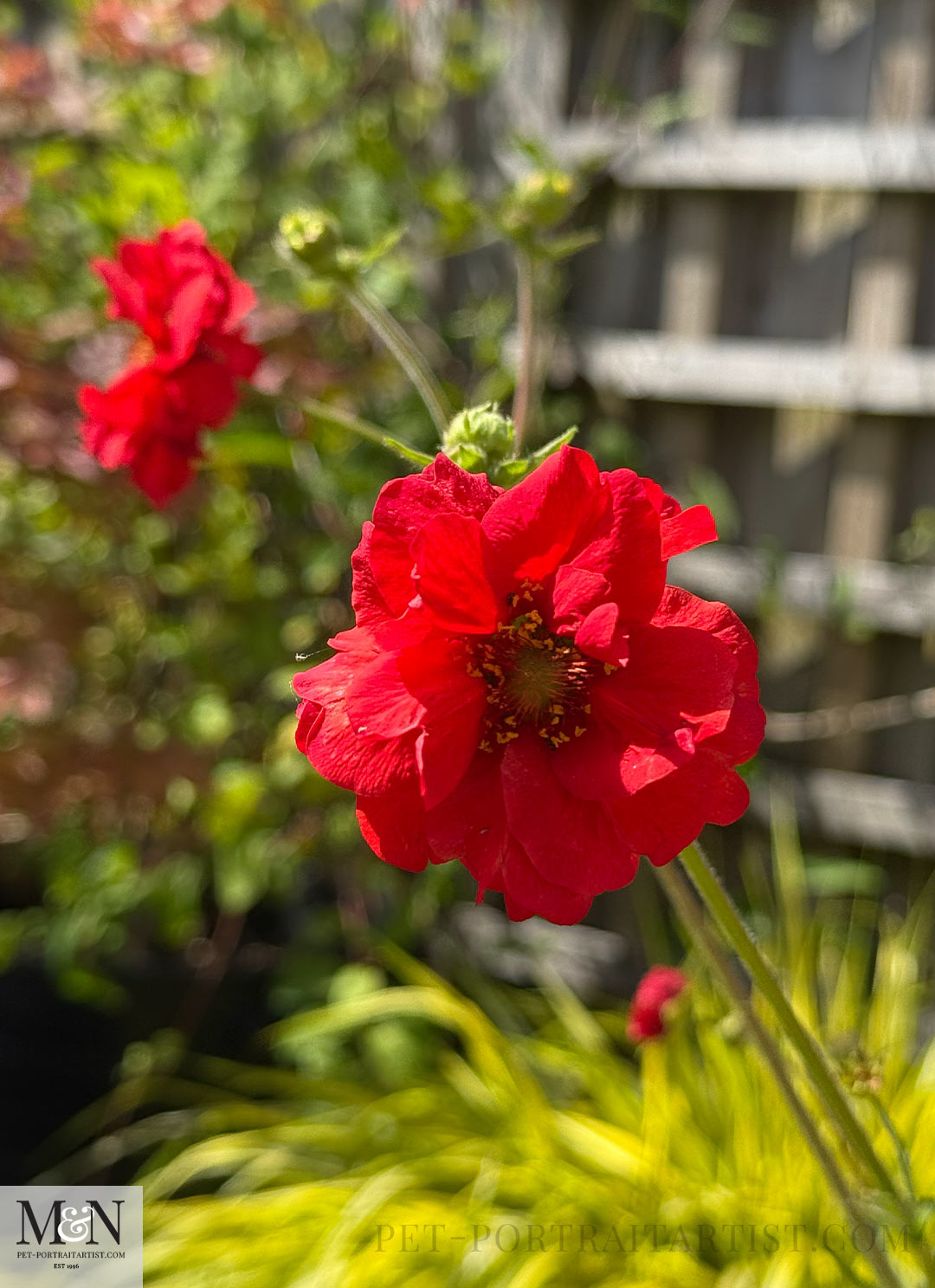 A Geum, beautiful red plants that flowers all summer. 