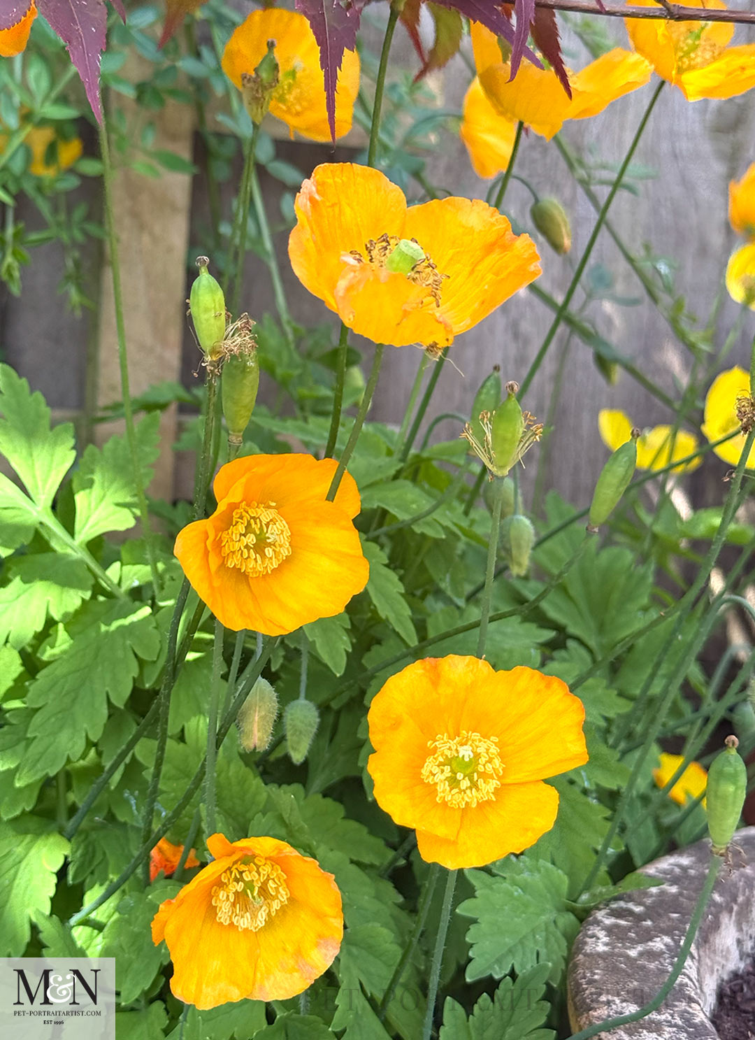 Orange Welsh Poppy