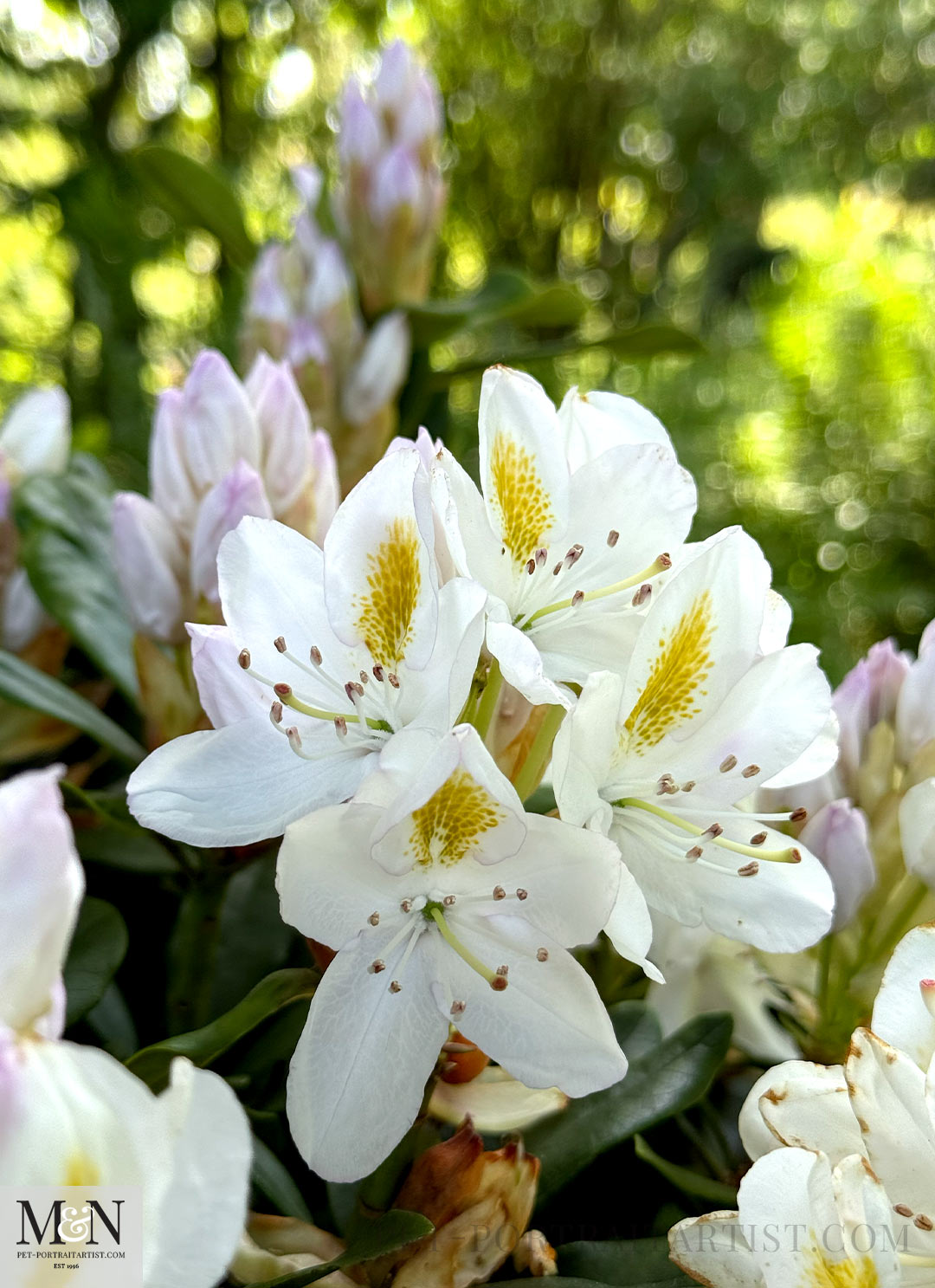 Rhodedendrons in the garden.