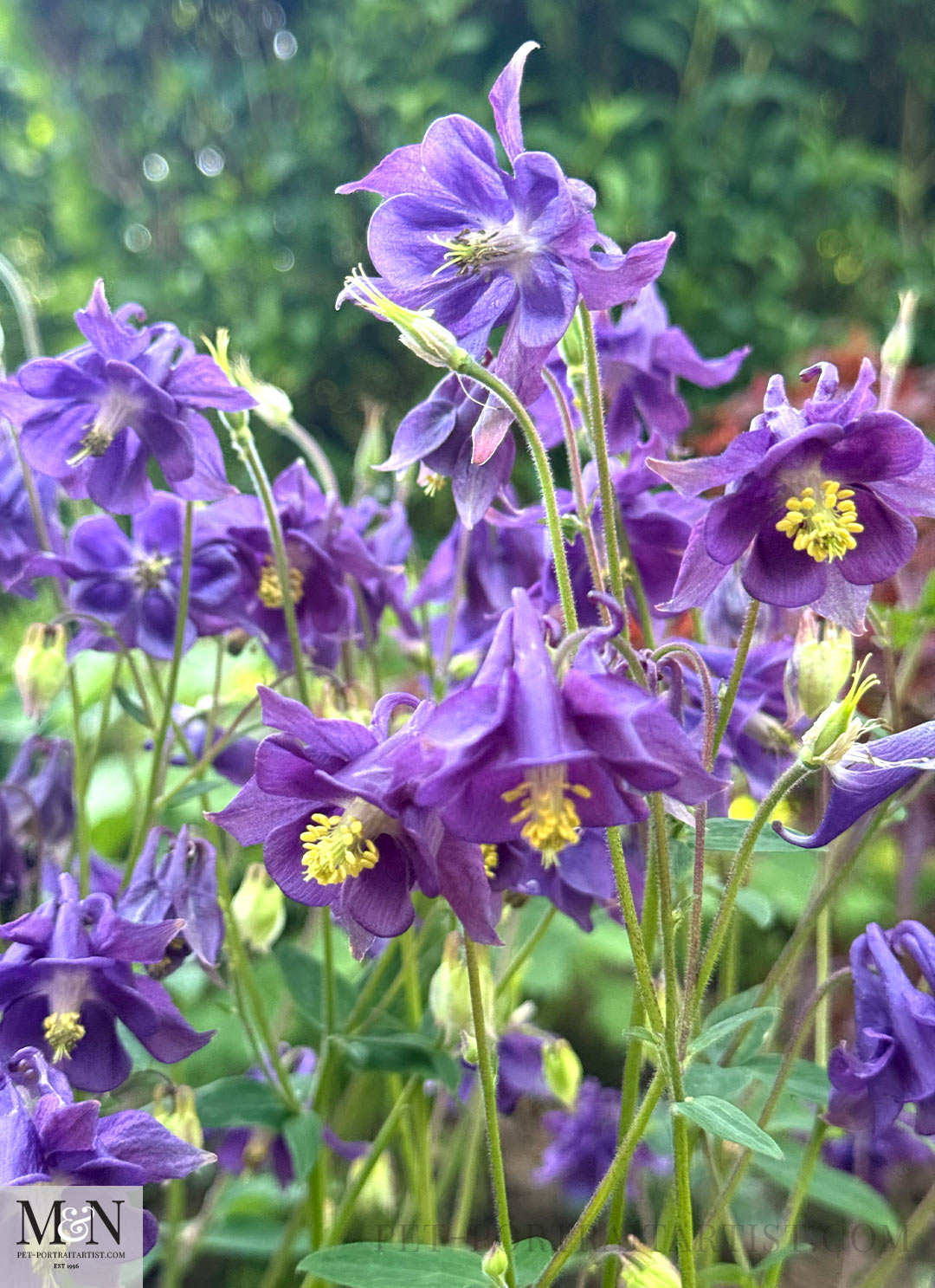 Grannys Bonnets in the garden
