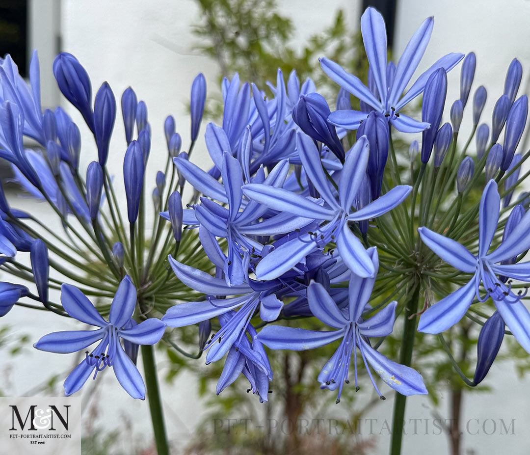 Agapanthus is one of my favorutes. Melanie's Huge Journal Update