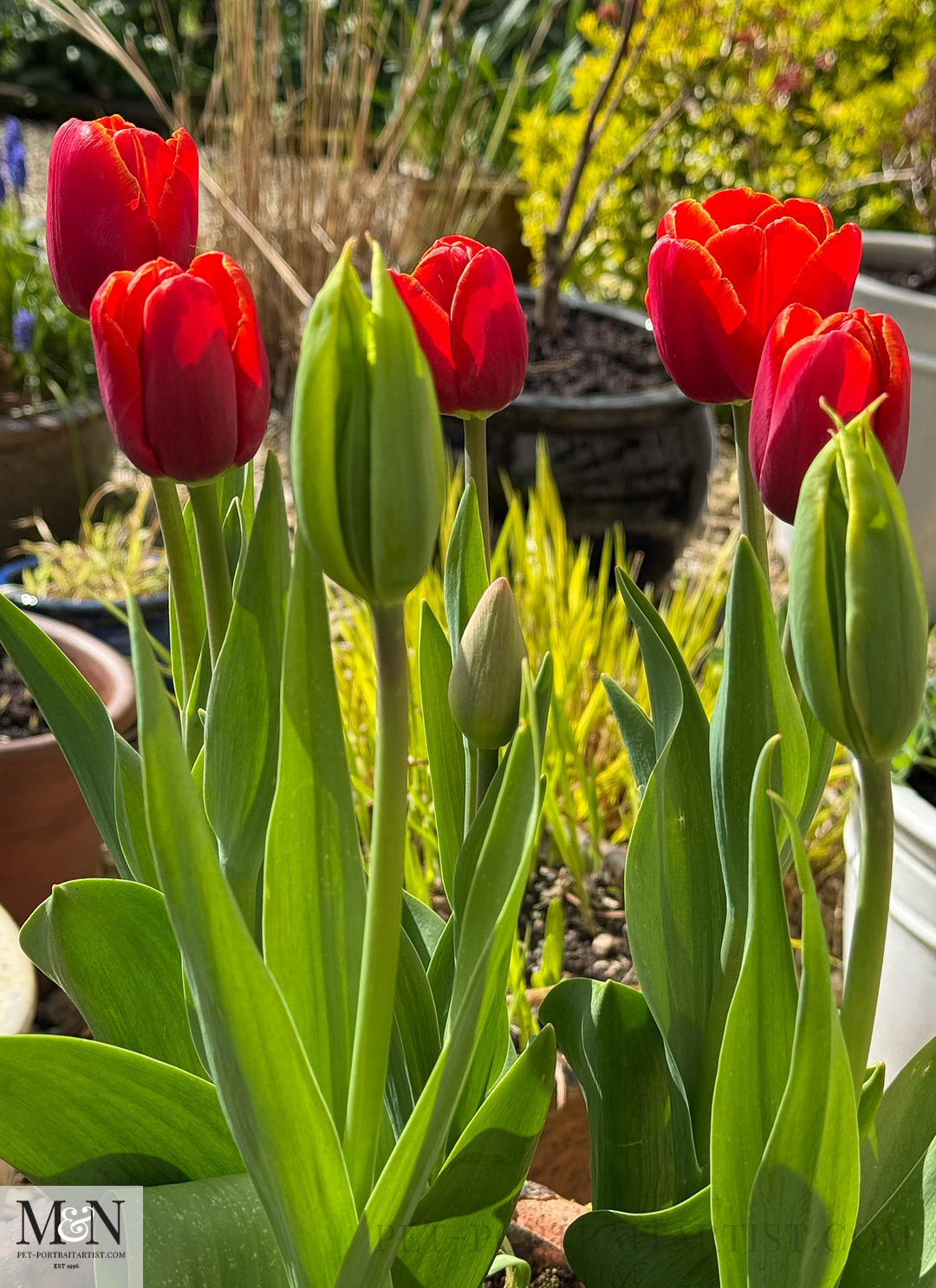 Red Tulips Melanie's Huge Journal Update!